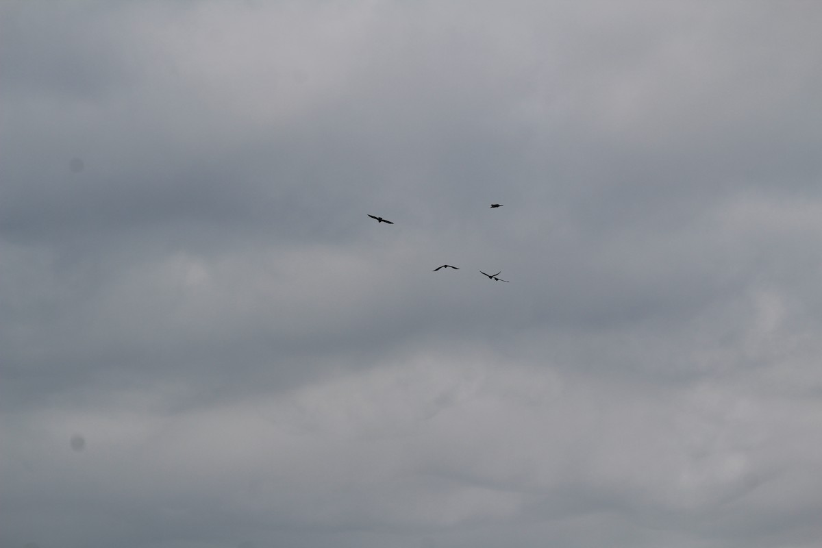 Cuervo Grande - ML645055021