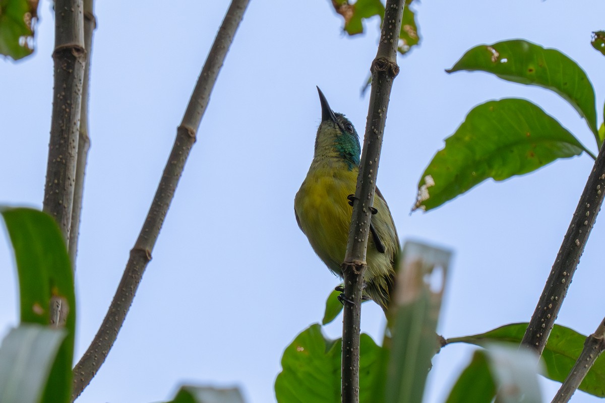 strdimil obojkový - ML645055026