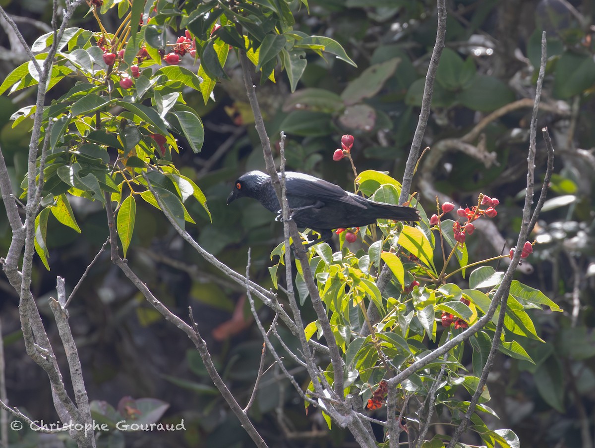 Stourne chanteur - ML645055027