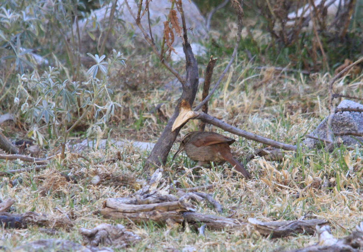 Bandurrita Estriada - ML645055032