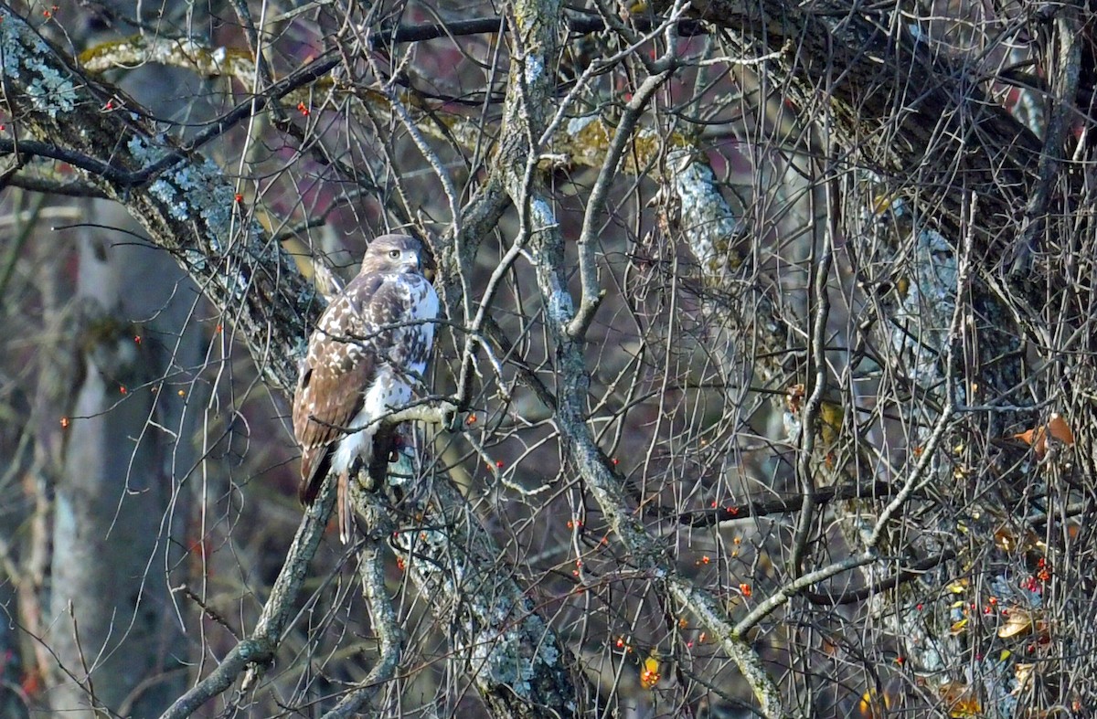 Red-tailed Hawk - ML645055075