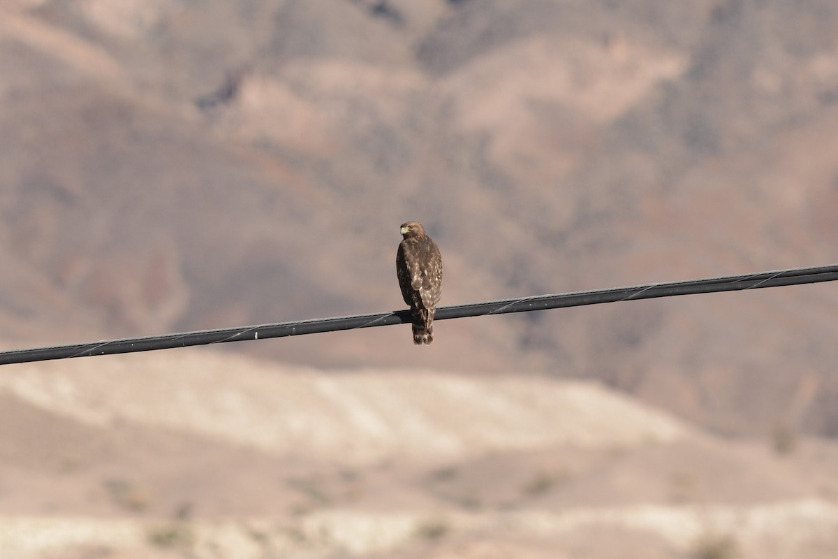 Red-shouldered Hawk - ML645055088