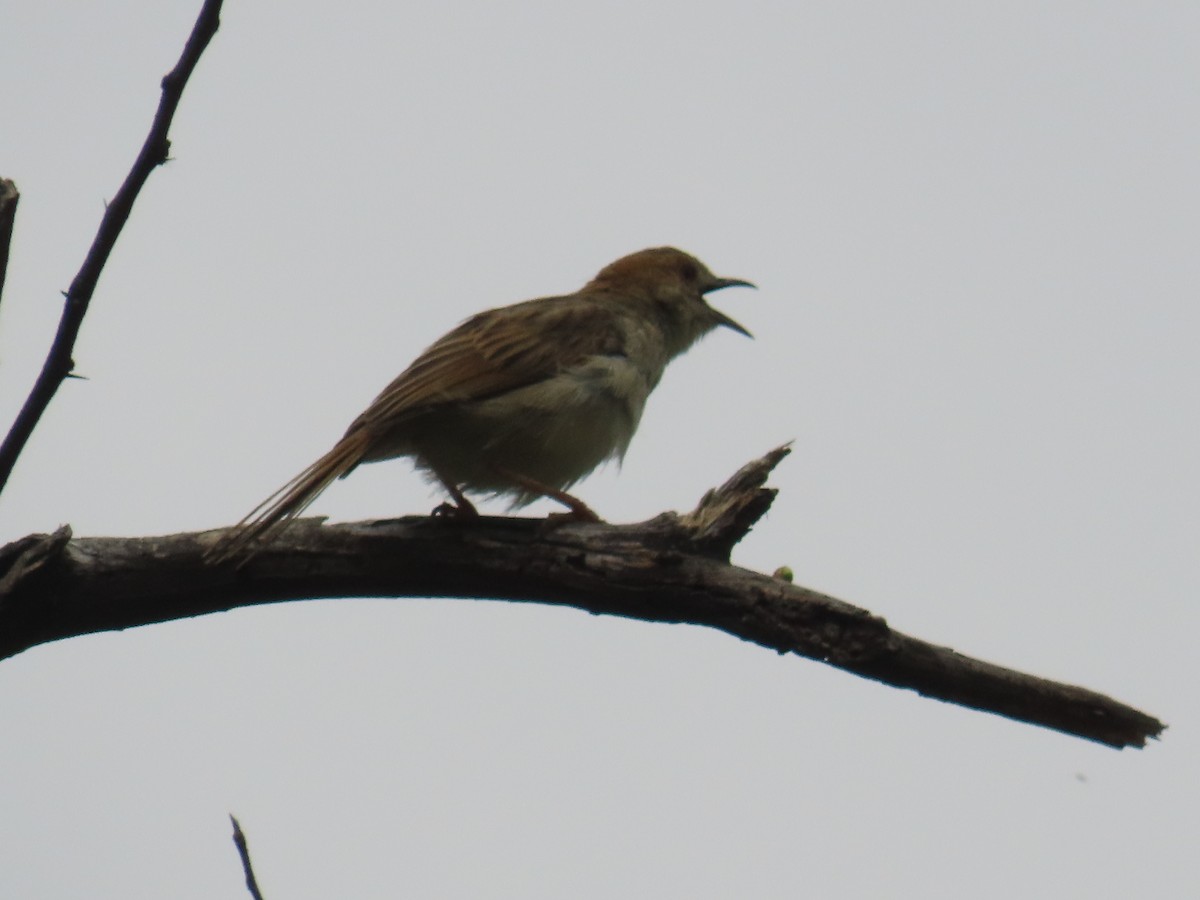 Rattling Cisticola - ML645055095