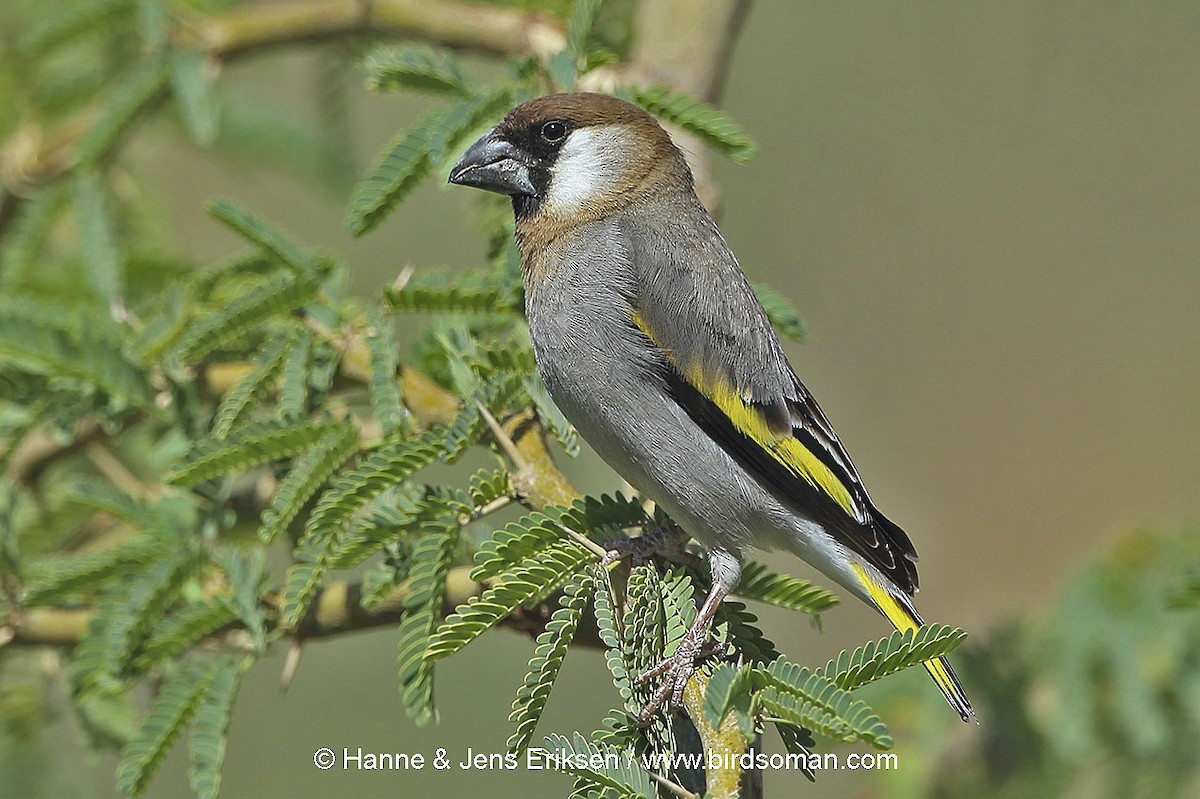 Arabian Grosbeak - ML64505511