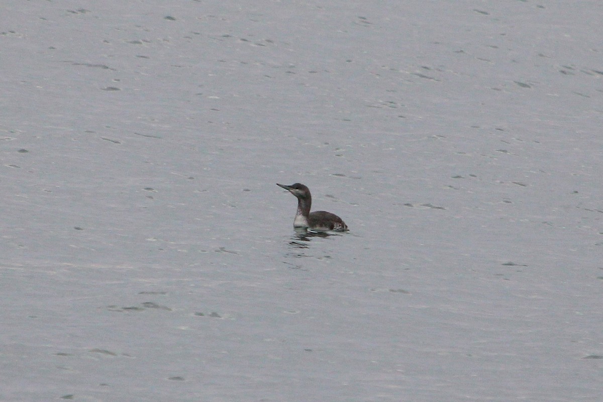 Red-throated Loon - ML645055113