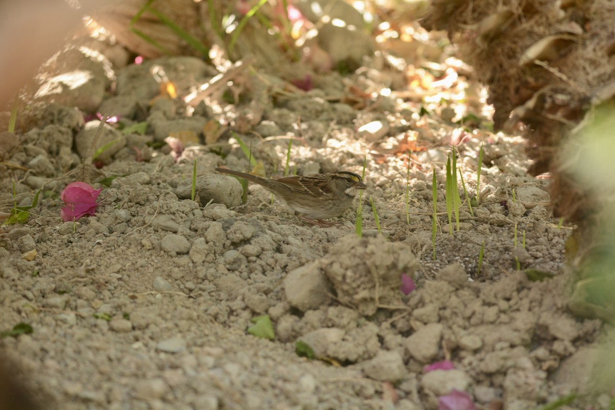 White-throated Sparrow - ML645055115