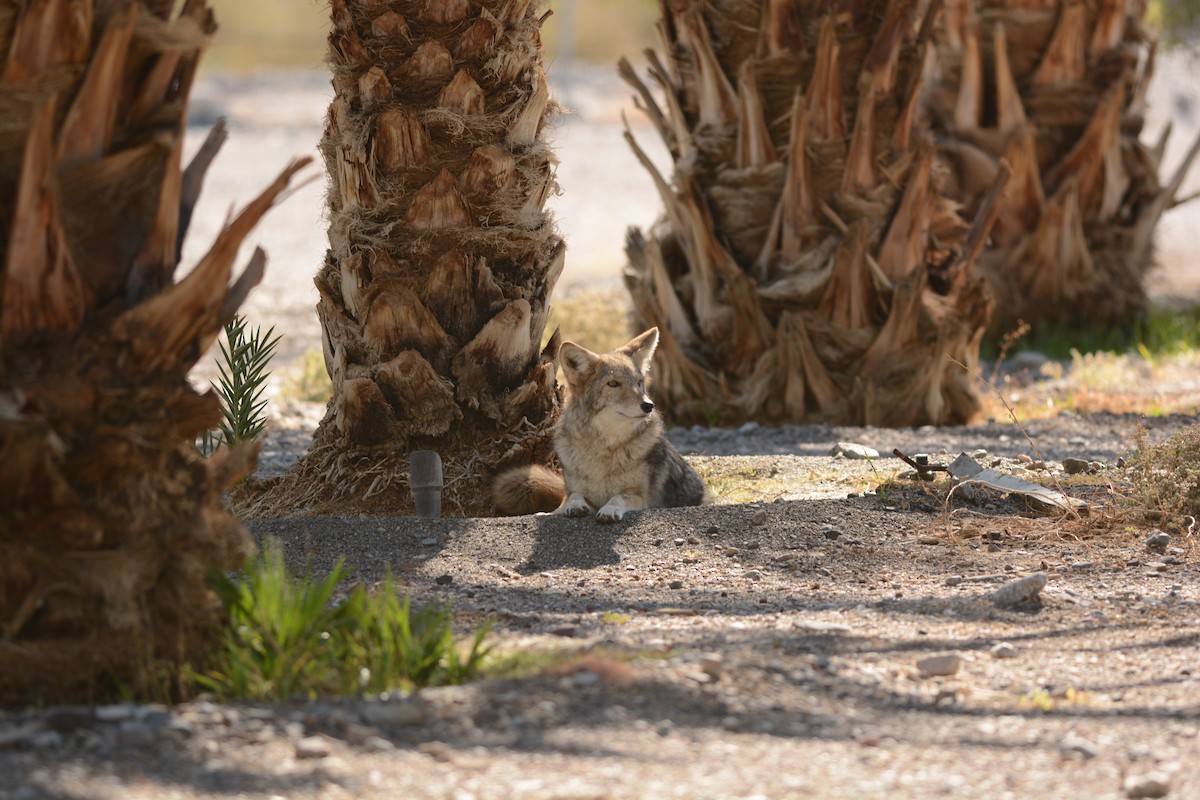 Animals - ML645055122