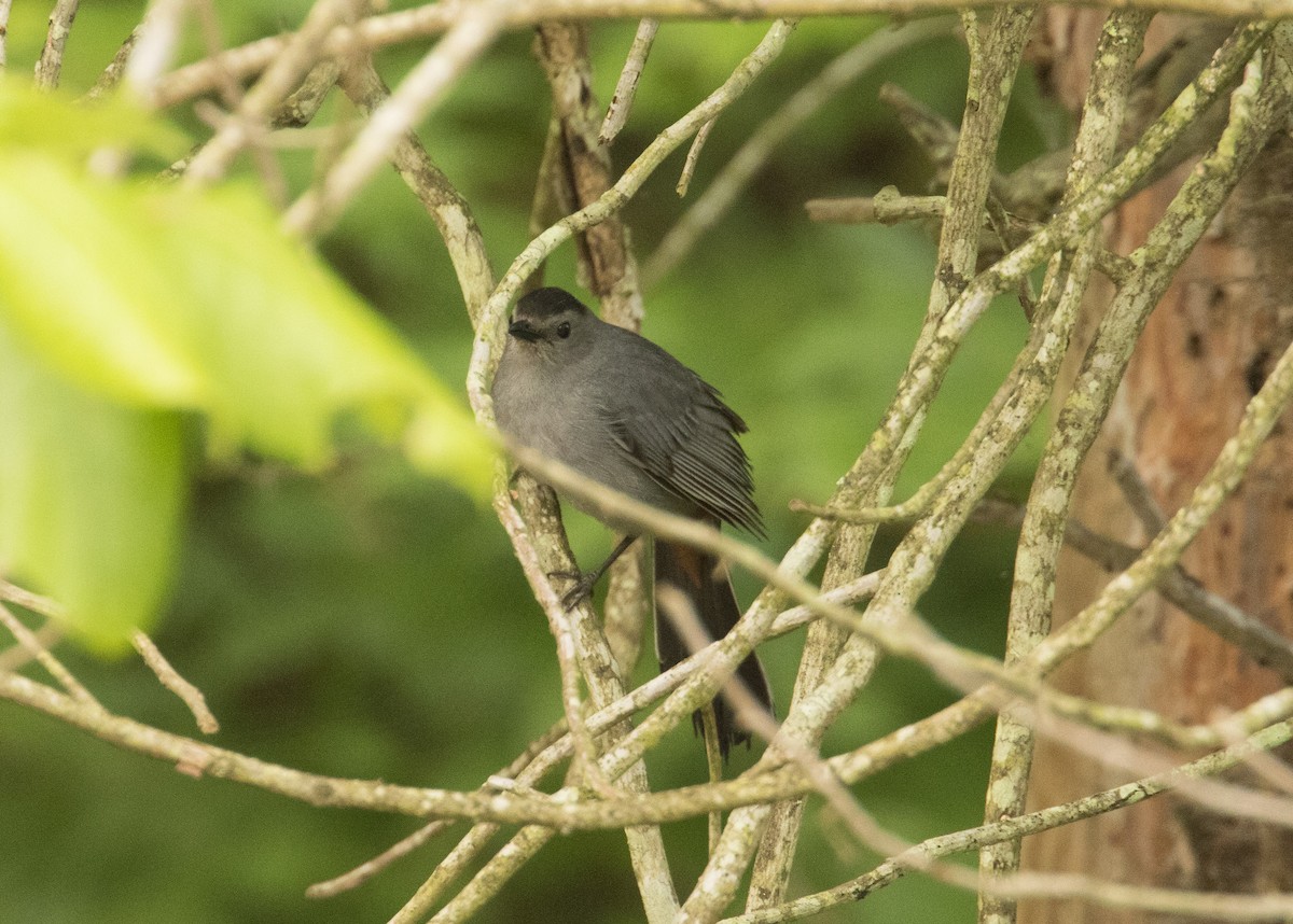 Gray Catbird - ML645055123