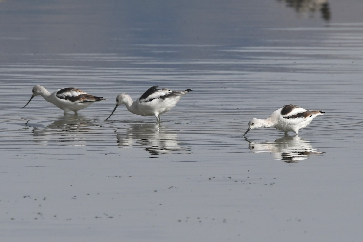 American Avocet - ML645055125