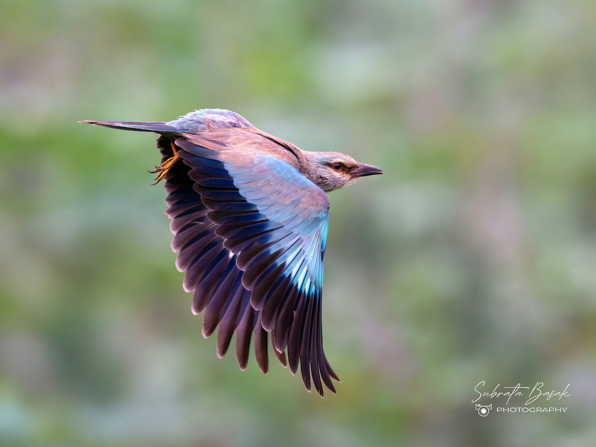 European Roller - ML645055126