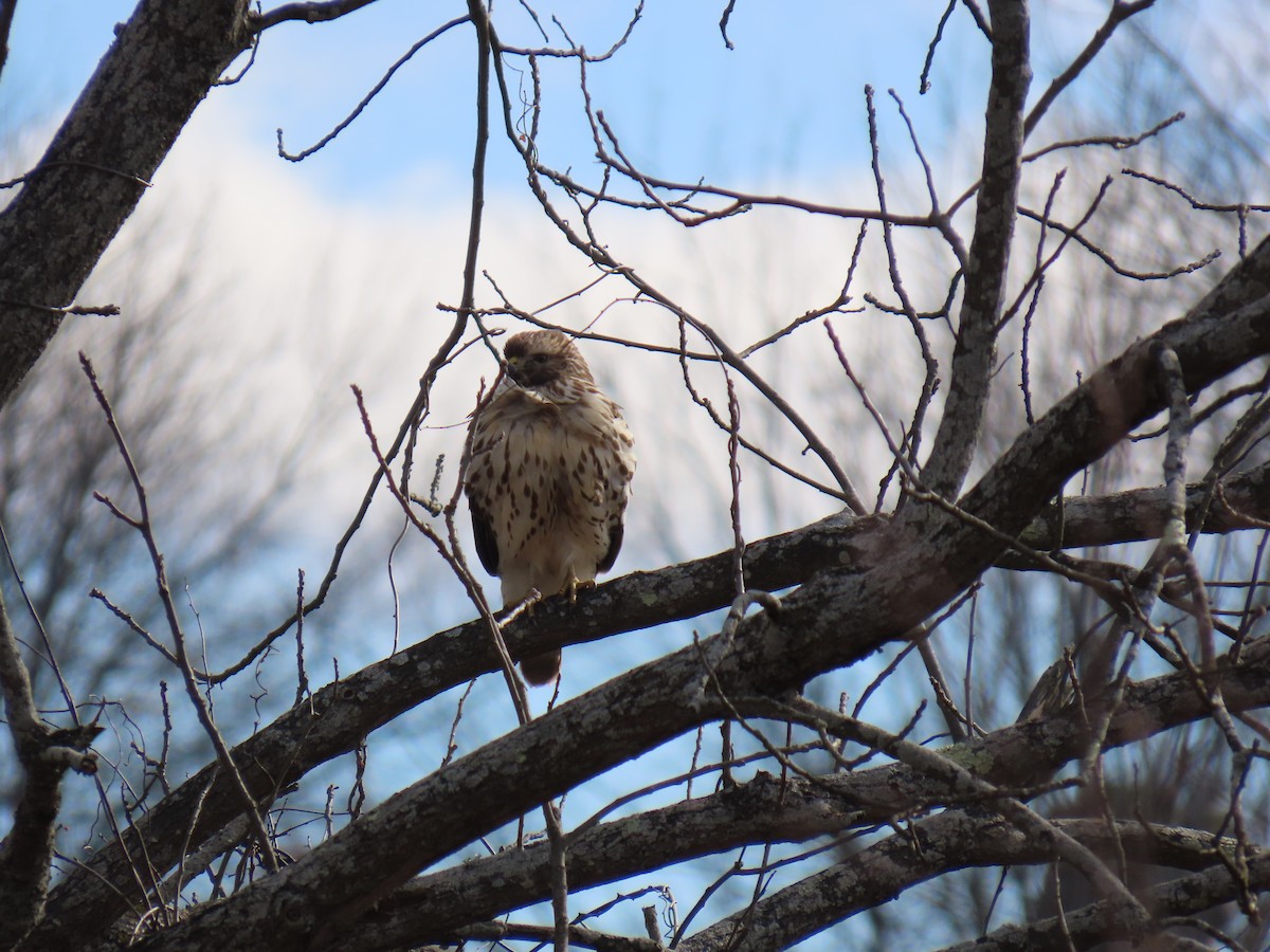 Red-shouldered Hawk - ML645055127