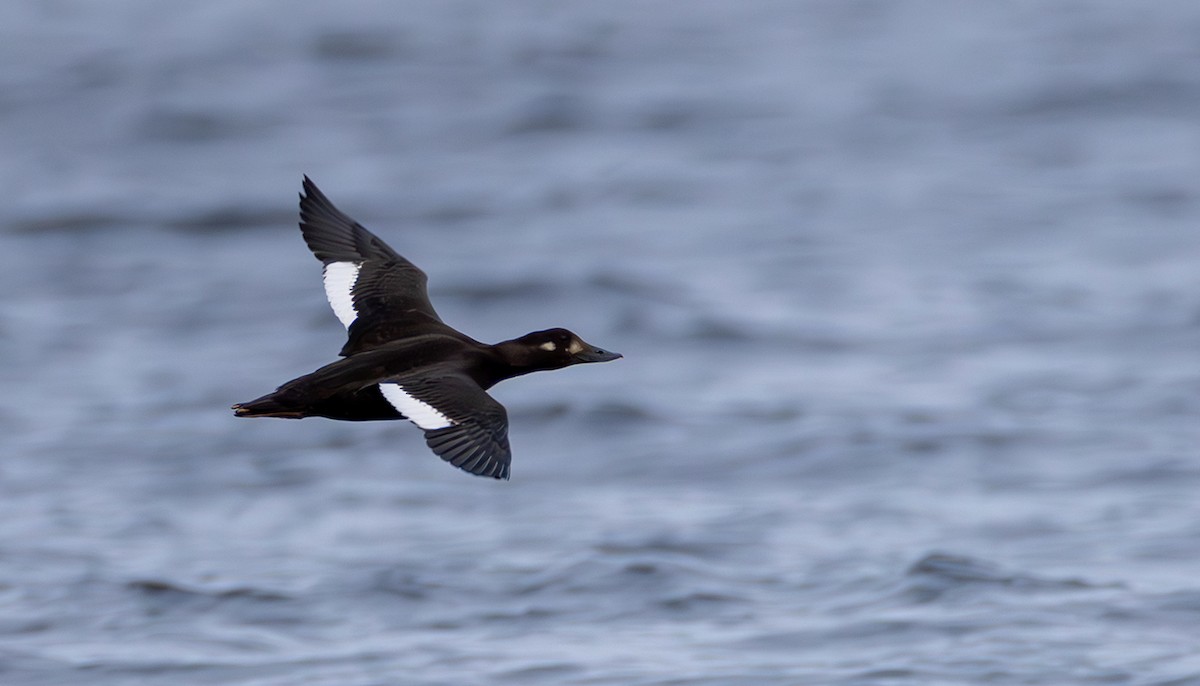 Velvet Scoter - ML645055128