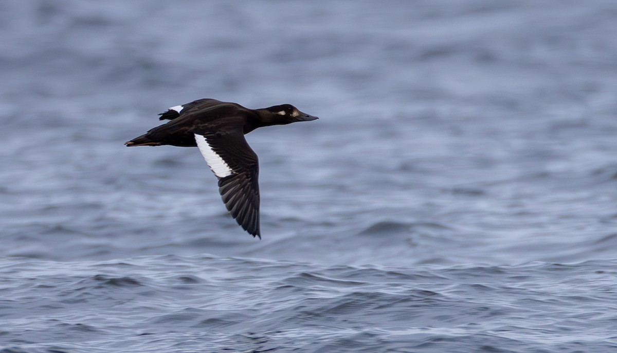 Velvet Scoter - ML645055129