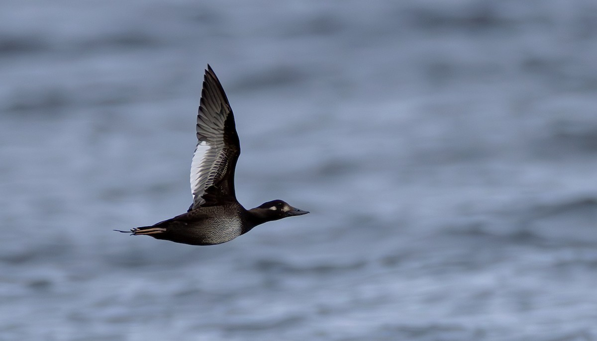 Velvet Scoter - ML645055130