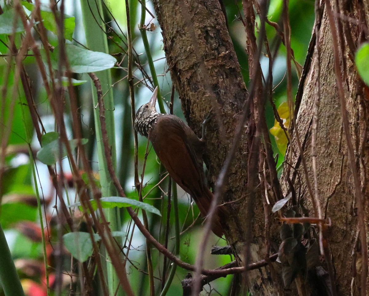 Straight-billed Woodcreeper - ML645055133