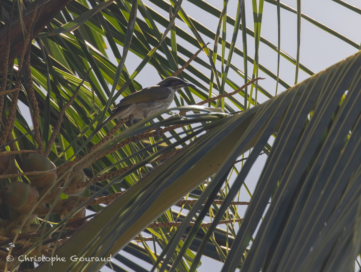 Varied Honeyeater - ML645055134