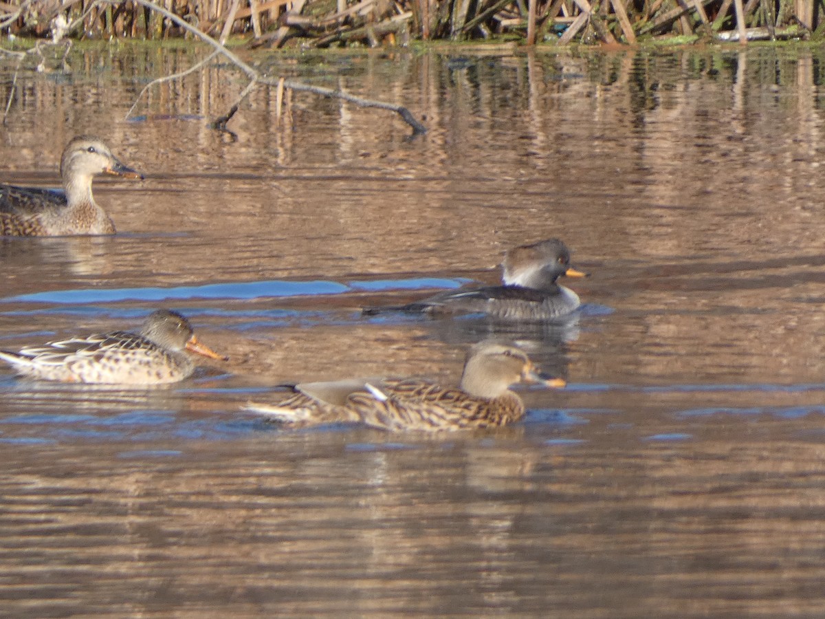 Hooded Merganser - ML645055137