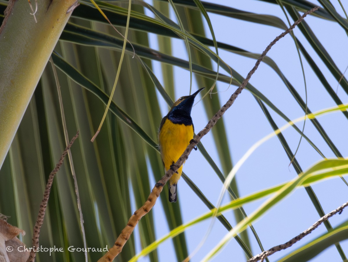 Sahul Sunbird - ML645055138