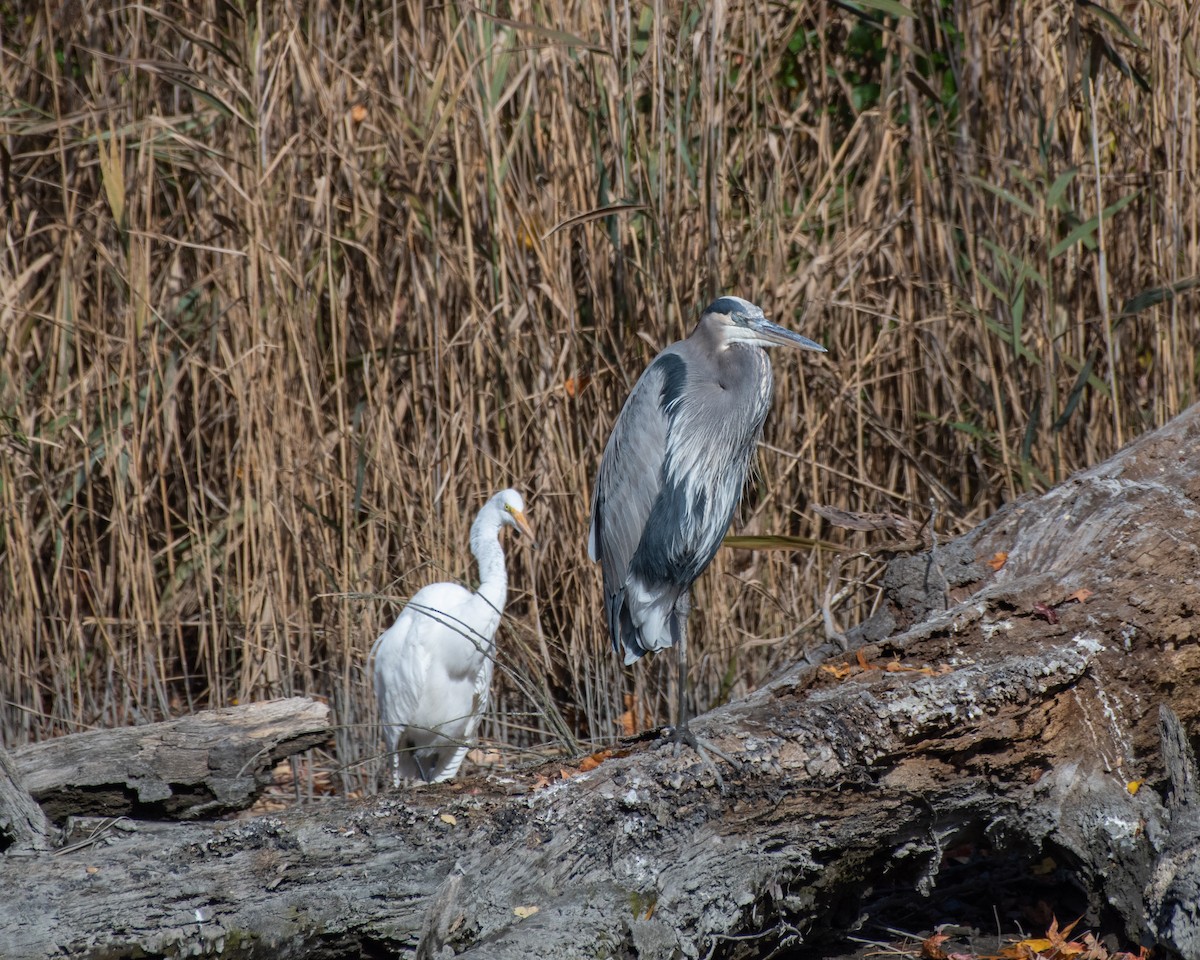 Great Blue Heron - ML645055140