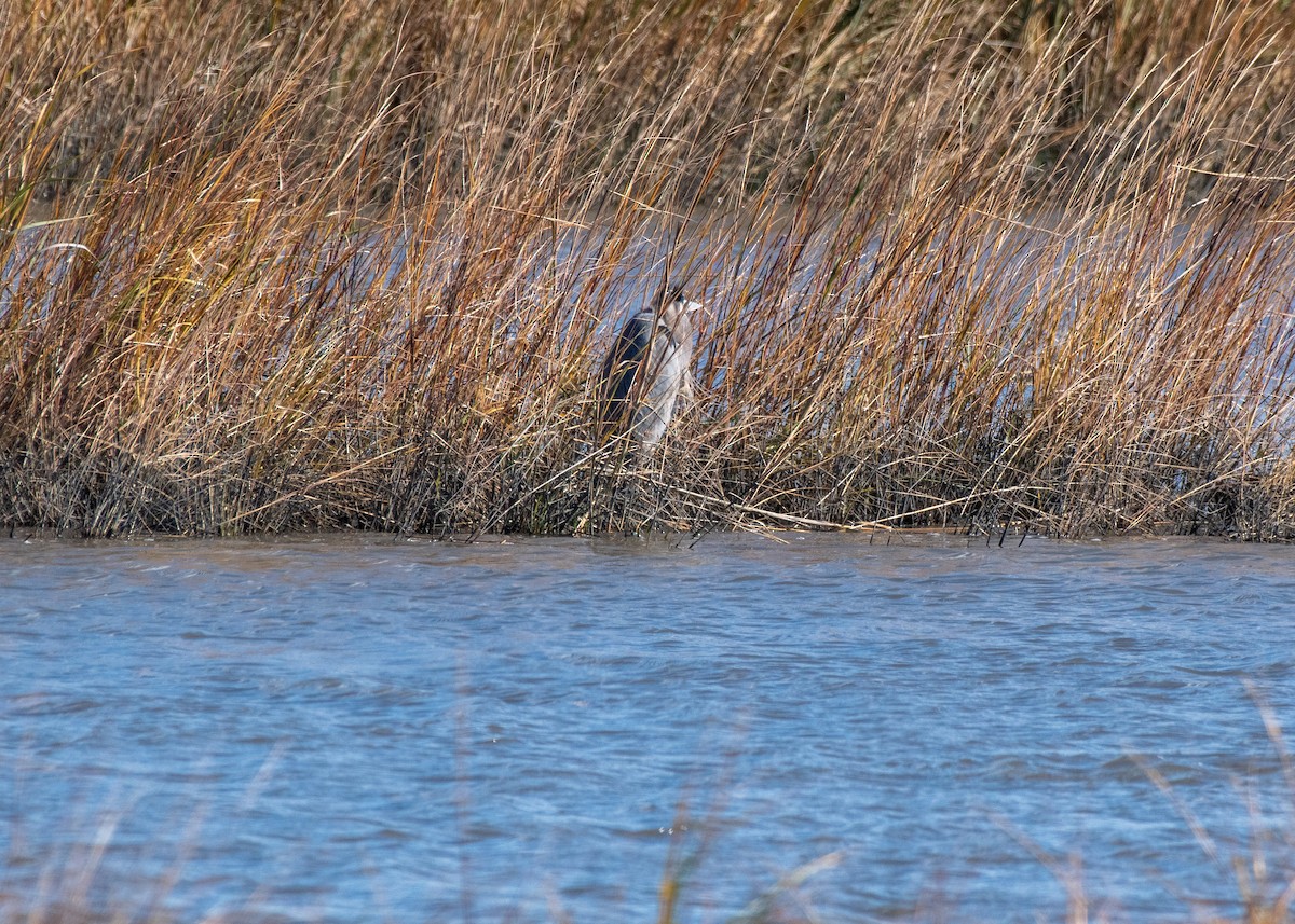 Great Blue Heron - ML645055141