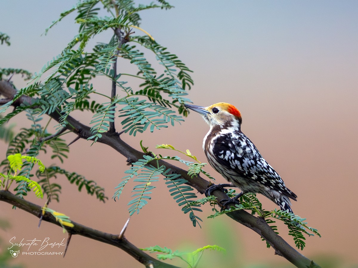 Yellow-crowned Woodpecker - ML645055142