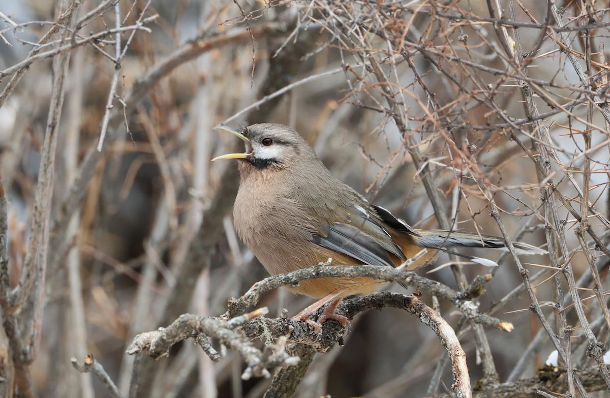 Snowy-cheeked Laughingthrush - ML645055144