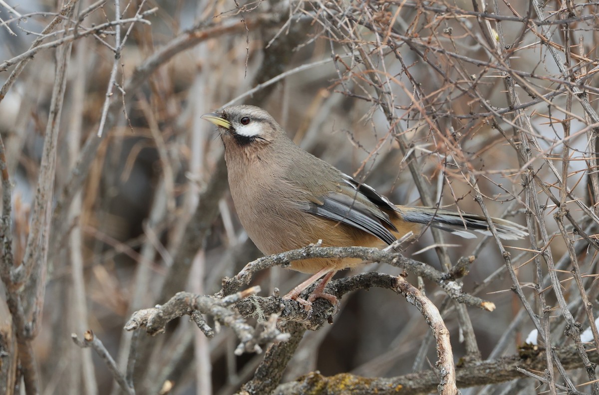 Snowy-cheeked Laughingthrush - ML645055145