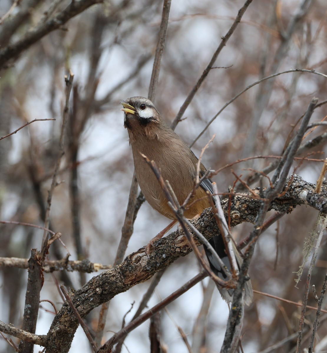 Snowy-cheeked Laughingthrush - ML645055146