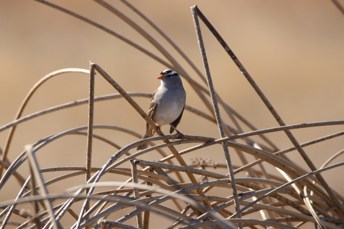 White-crowned Sparrow - ML645055148