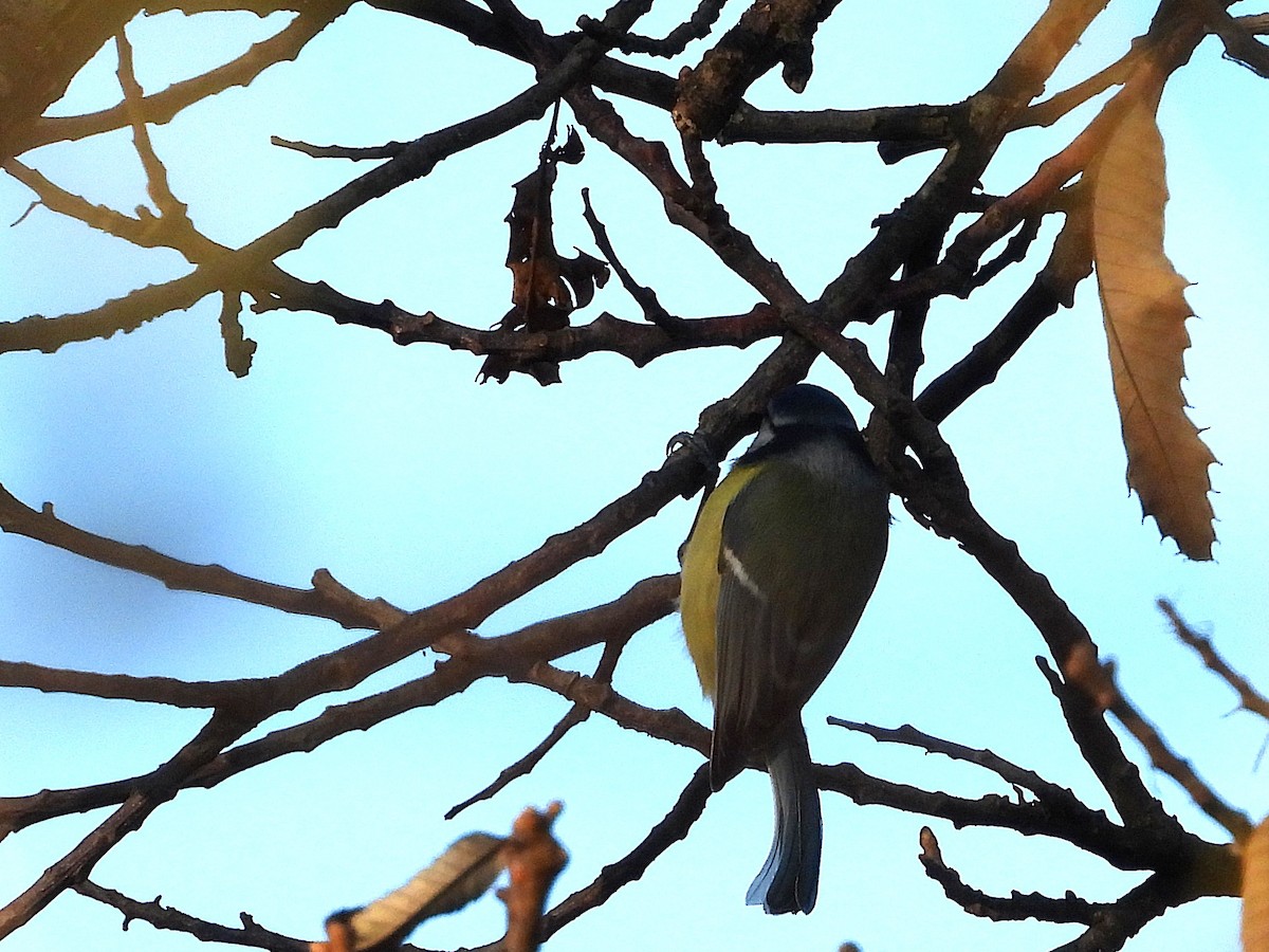 Eurasian Blue Tit - ML645055149