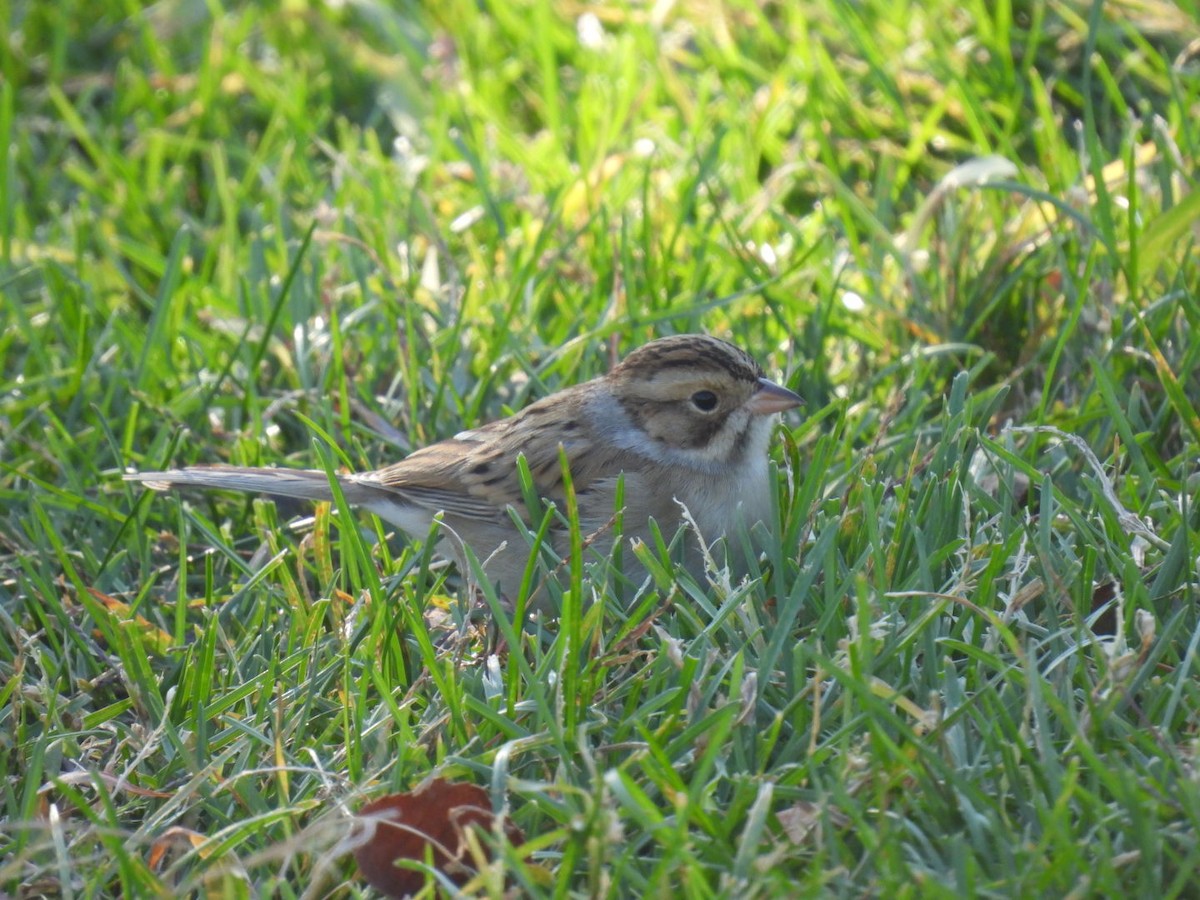 Clay-colored Sparrow - ML645055150