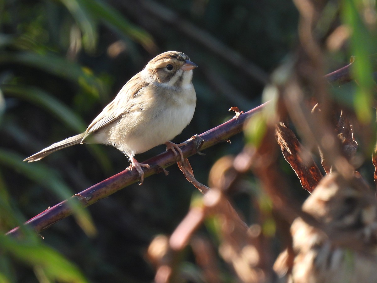 Clay-colored Sparrow - ML645055151