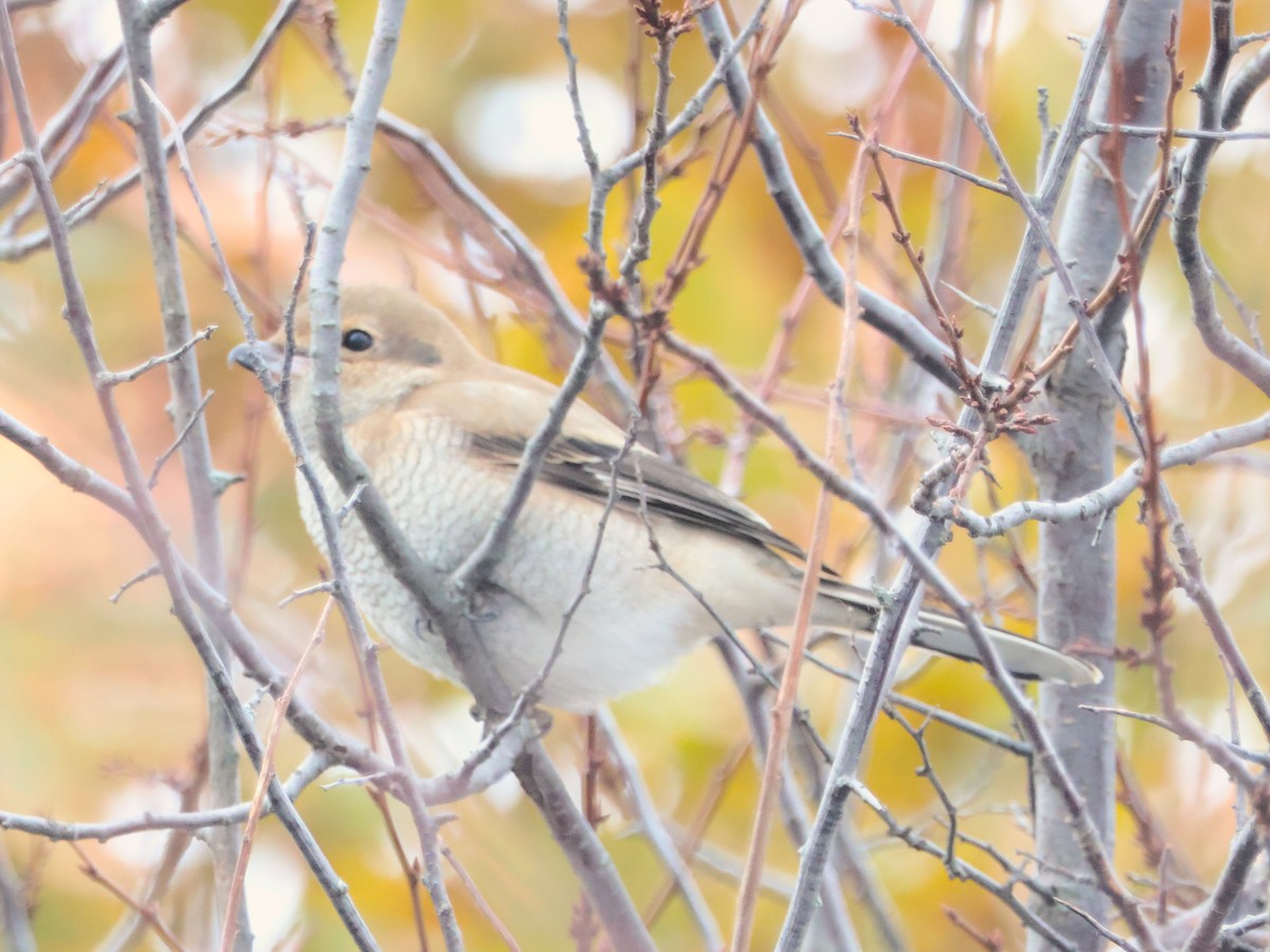 Northern Shrike - ML645055152