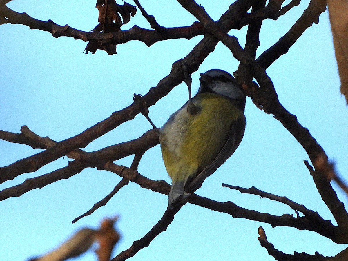 Eurasian Blue Tit - ML645055153