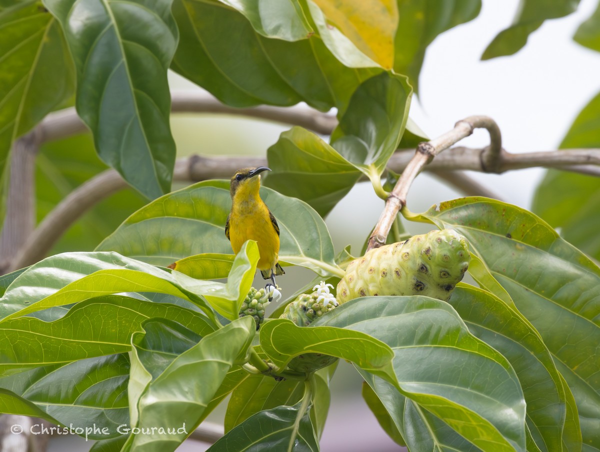 Sahul Sunbird - ML645055154