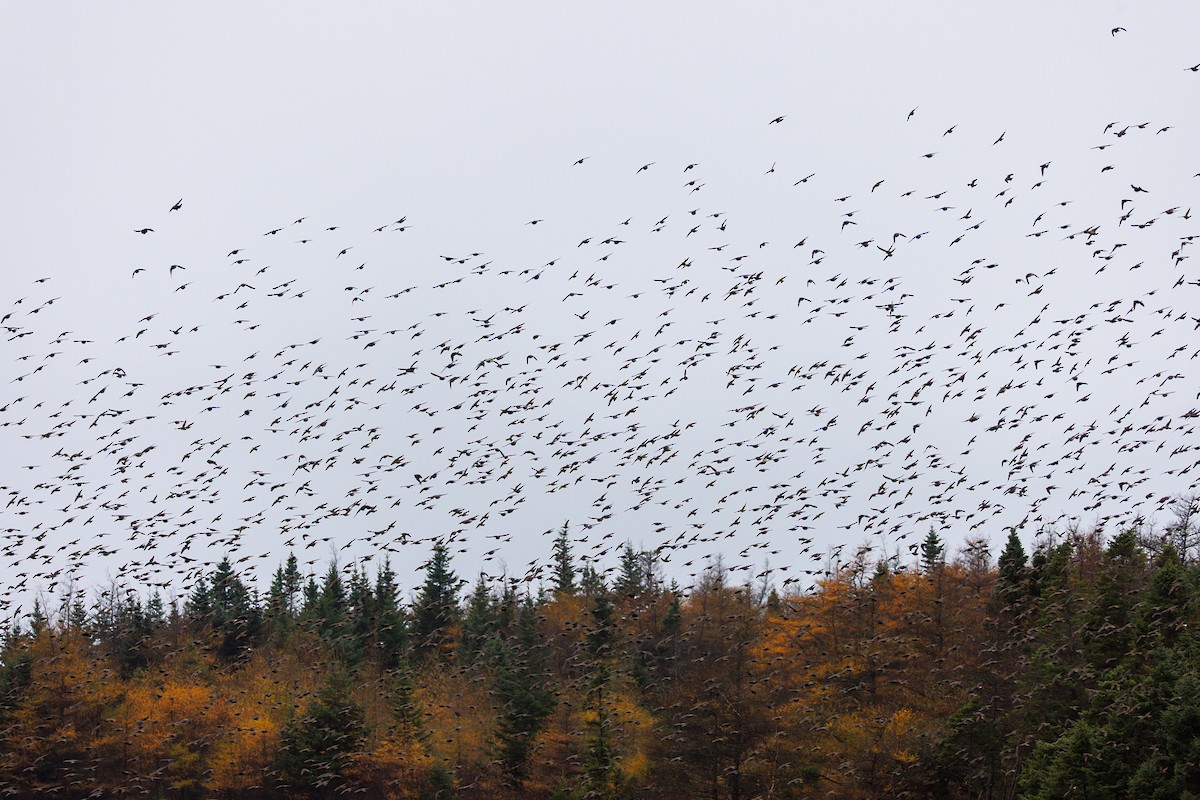 European Starling - ML645055155