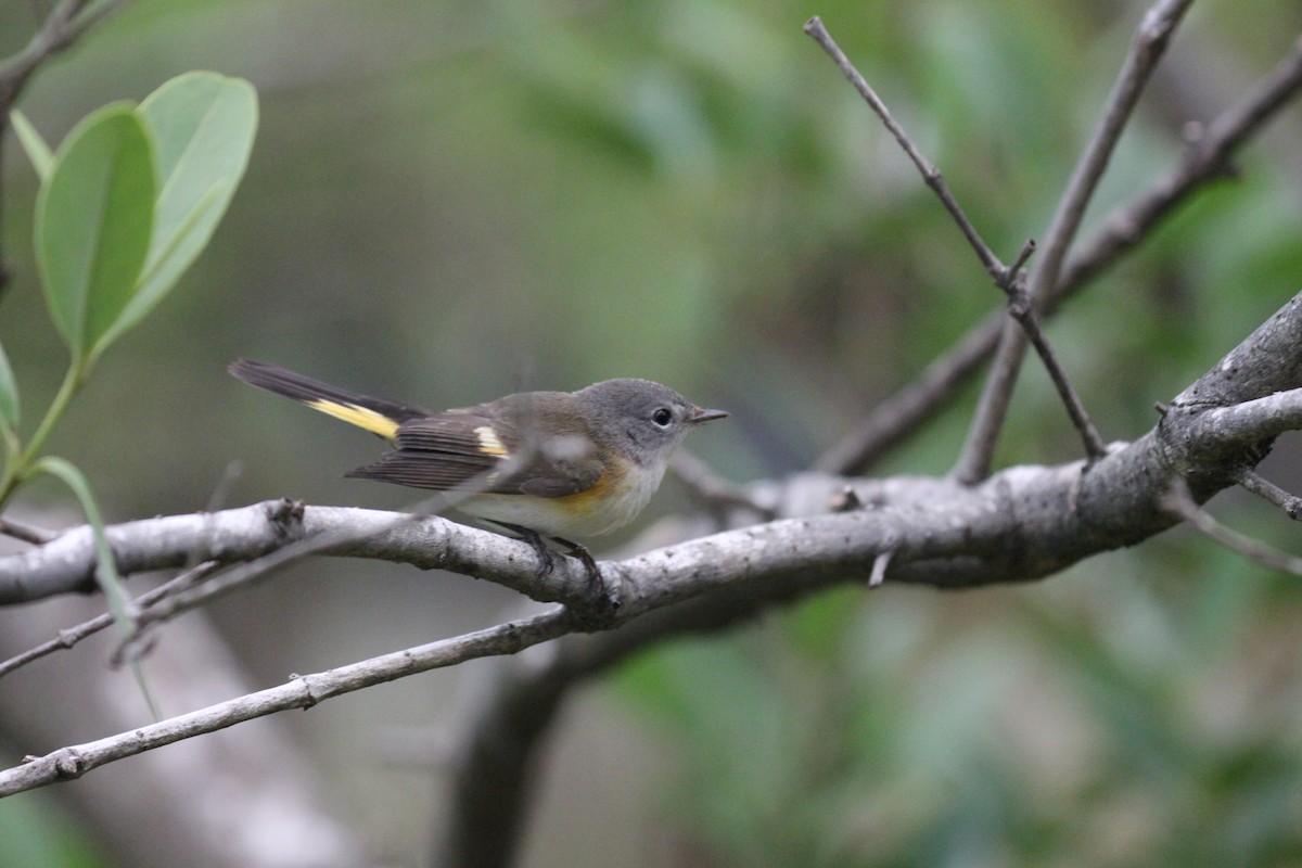 American Redstart - ML645055159