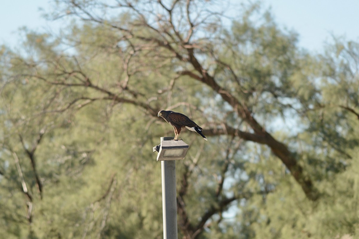 Harris's Hawk - ML645055161