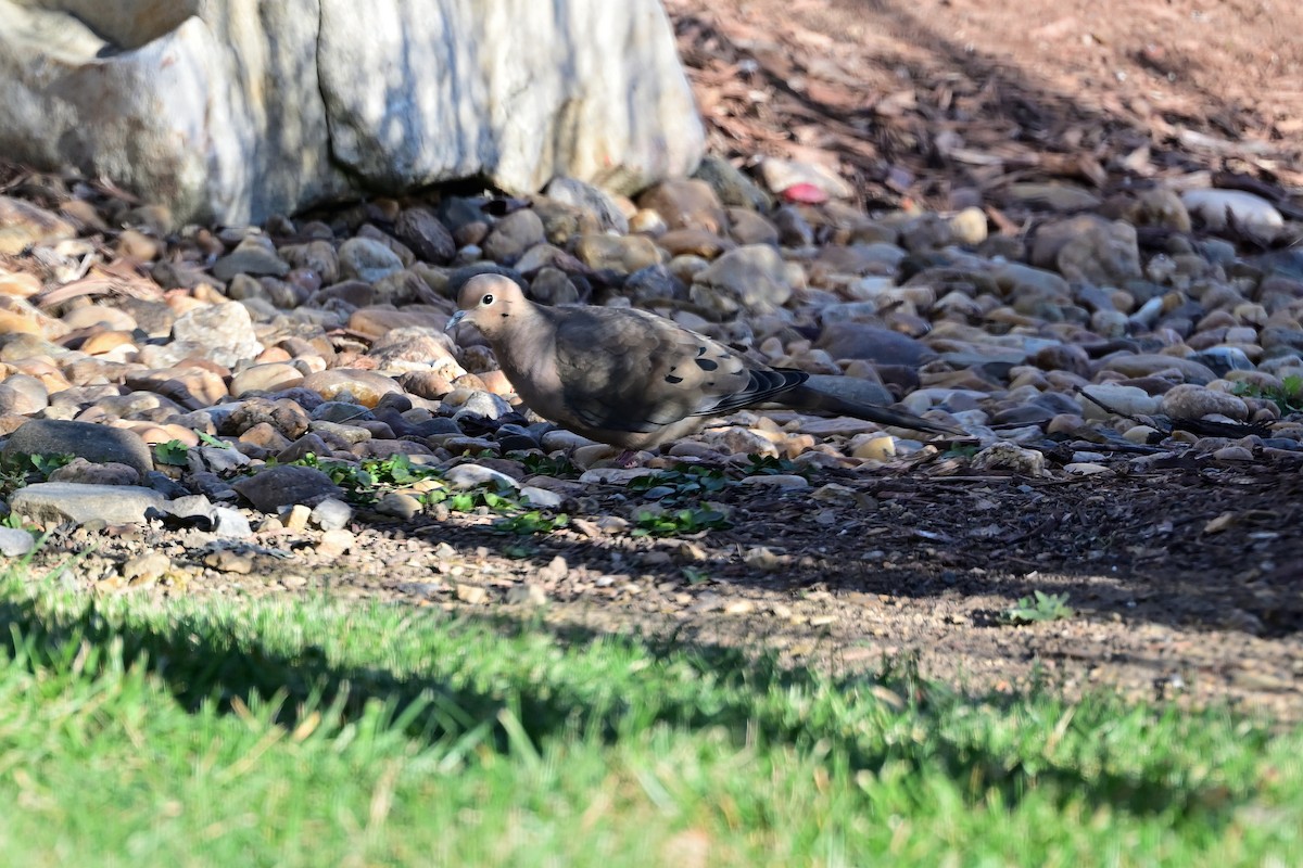 Mourning Dove - ML645055163