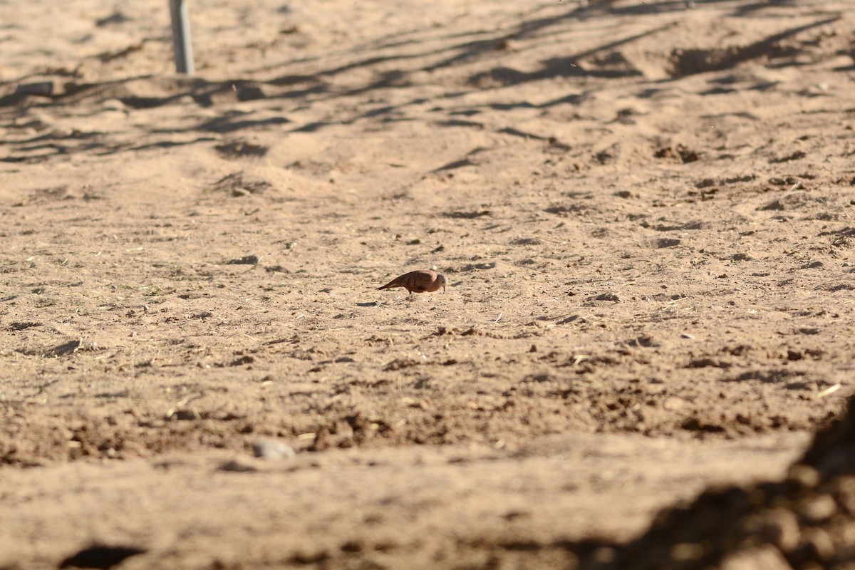Ruddy Ground Dove - ML645055165