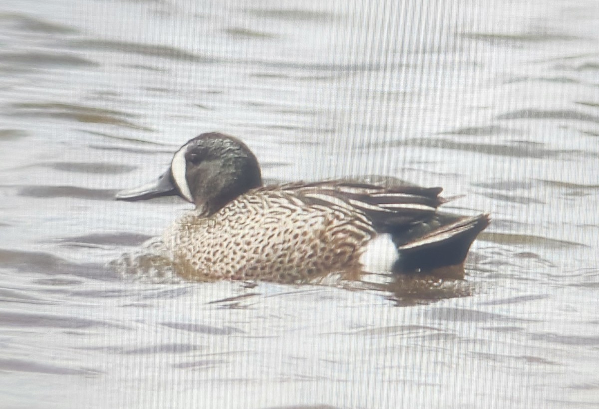 Blue-winged Teal - ML645055171