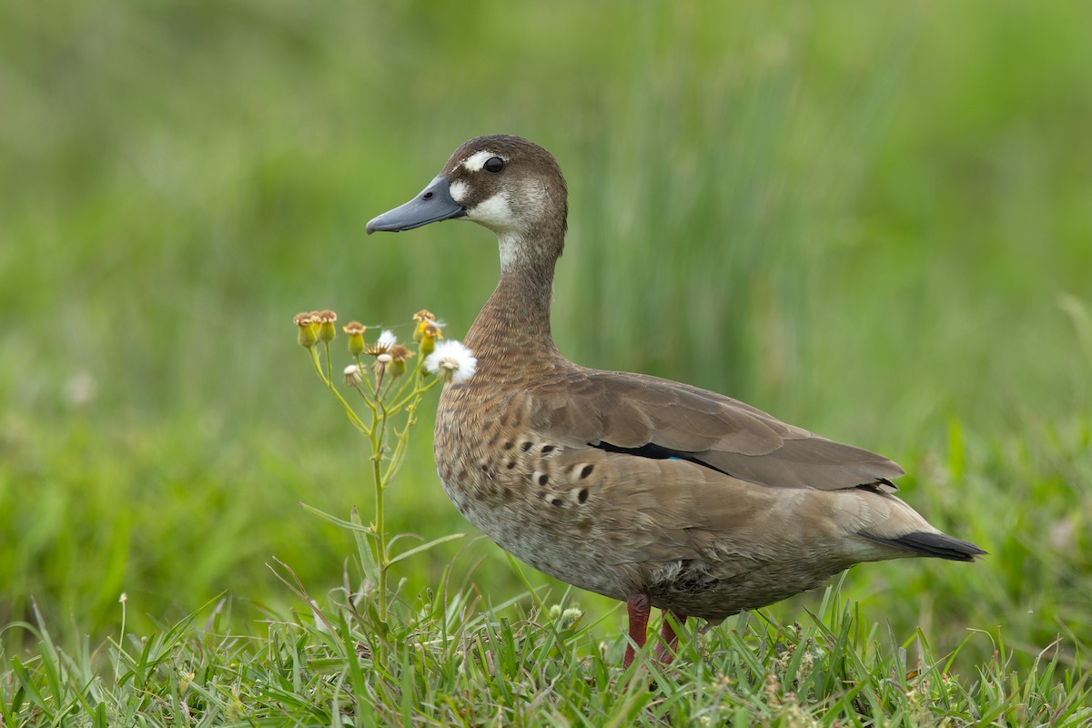 Brazilian Teal - ML645055189