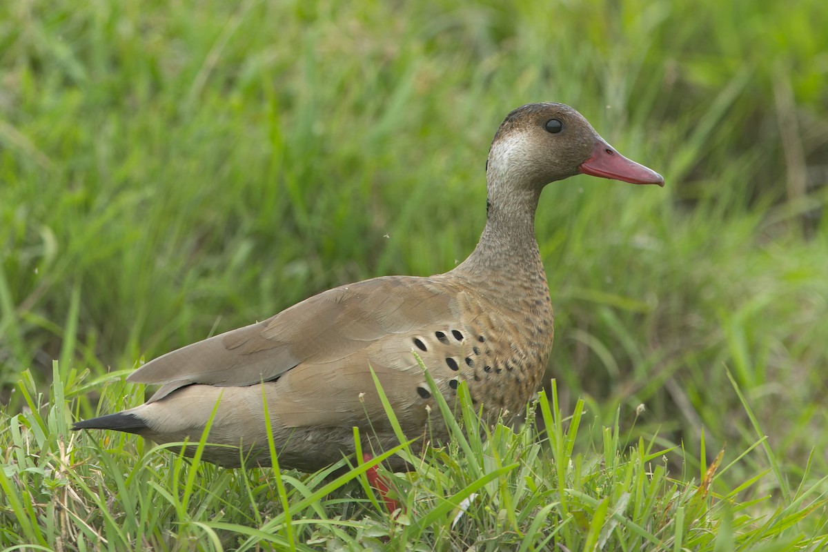 Brazilian Teal - ML645055190
