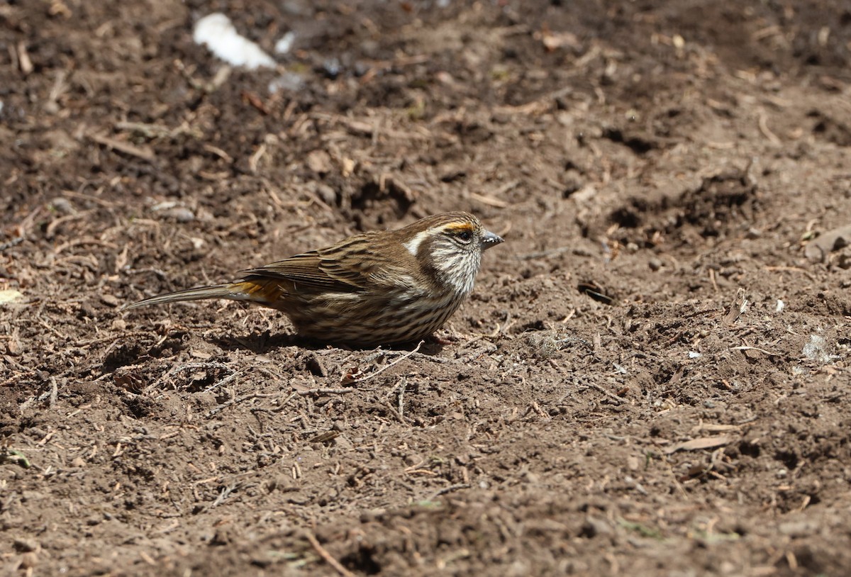 Chinese White-browed Rosefinch - ML645055197