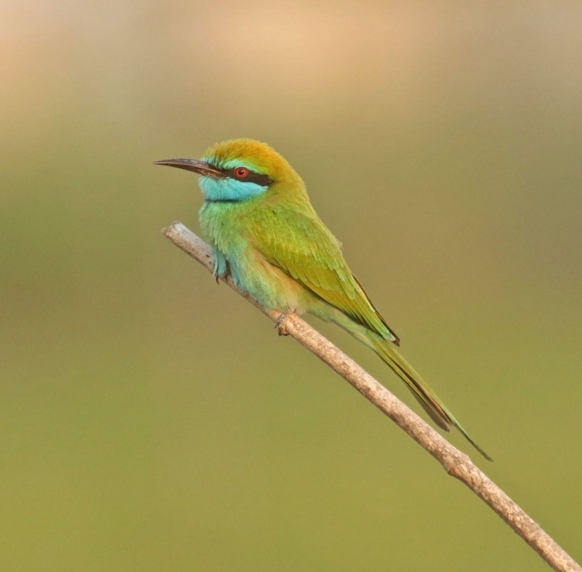 Arabian Green Bee-eater - ML645055231