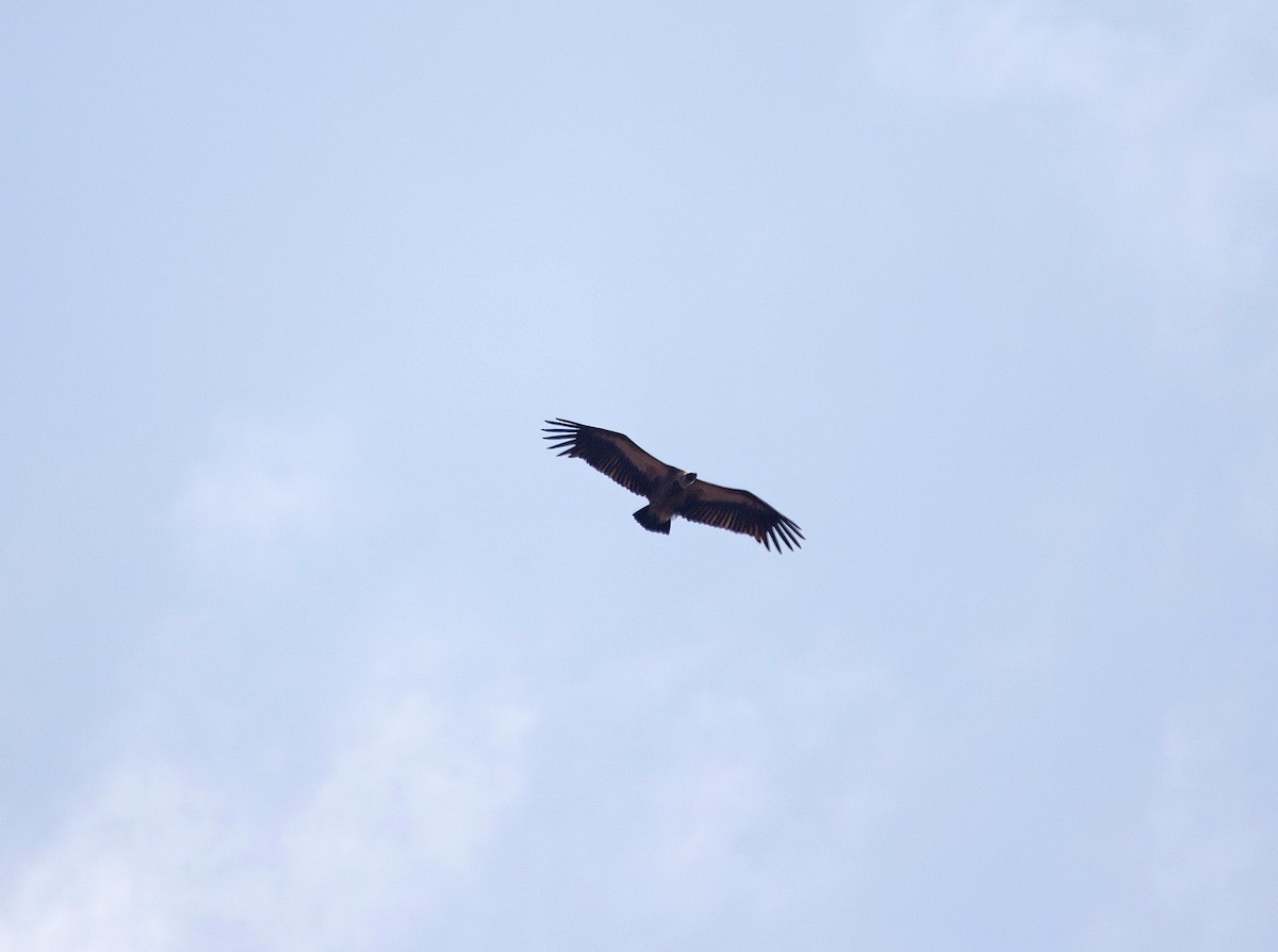 White-backed Vulture - ML645055257