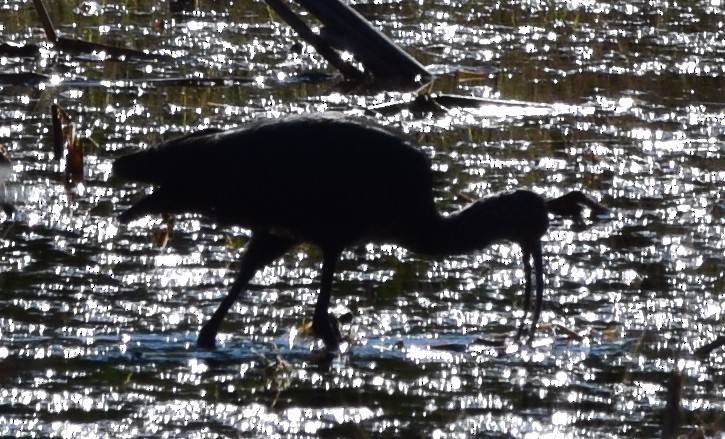 heron sp. - ML645055276