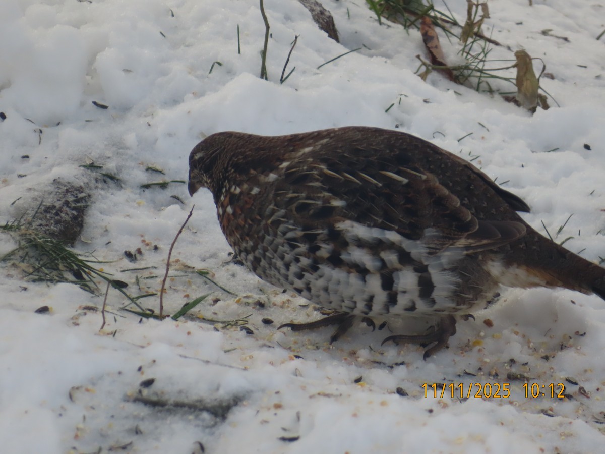 jeřábek kanadský - ML645055304