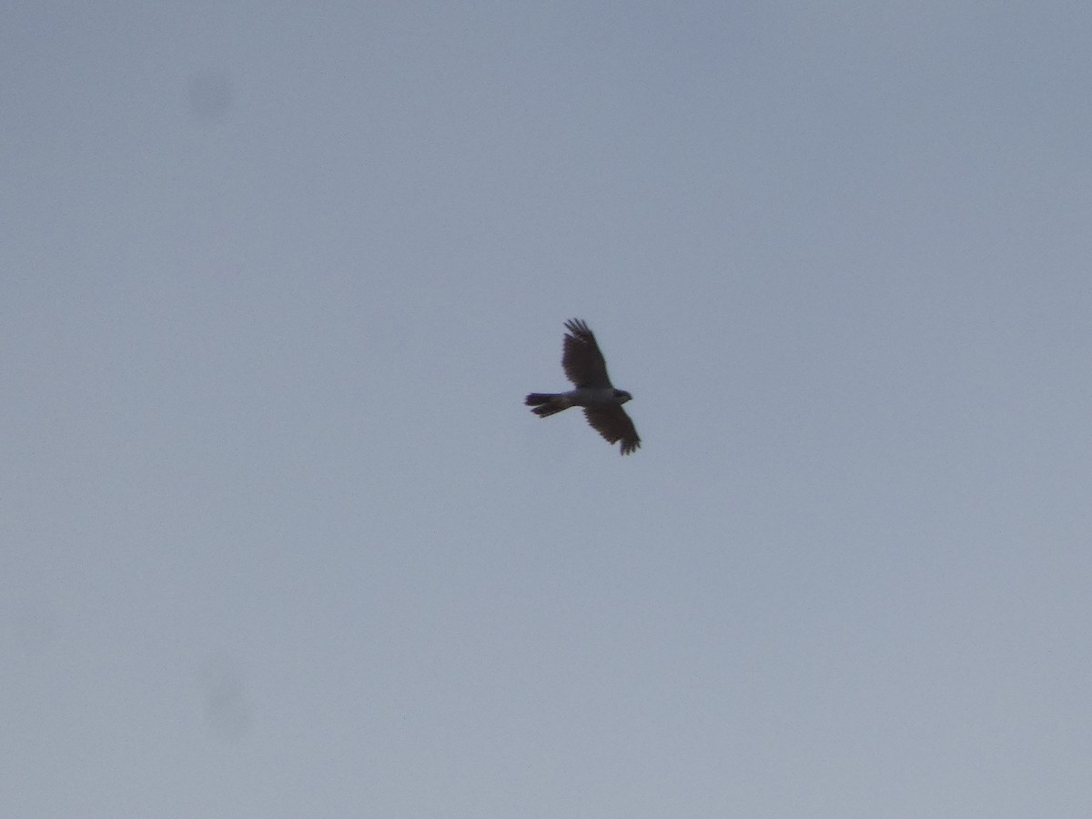 Eurasian Goshawk - ML645055305