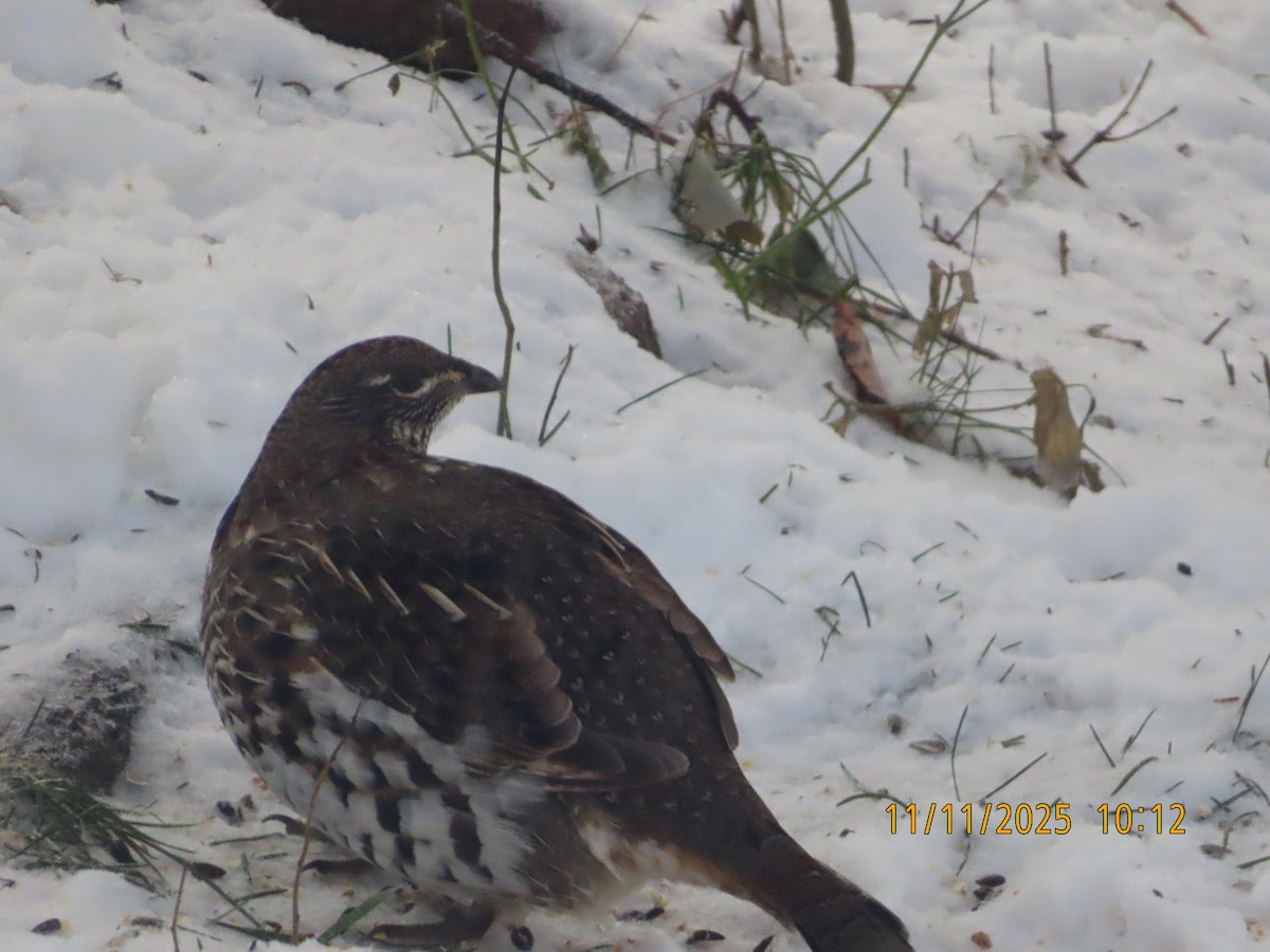 jeřábek kanadský - ML645055309